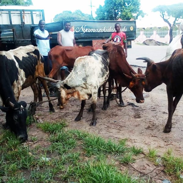 MCP Throws Mega Party For Karonga Local Government Poll Wins, Zikhale Donates Nine Cows