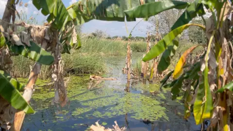 Anne Okumu/BBC Banana plantation flooded by water