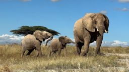 Desert Rose of the flowers family leads her calf away from danger in northern Kenya