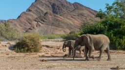 2019/11/29: African elephants (Loxodonta africana) in the Huanib River Valley in northern Damaraland and Kaokoland, Namibia.