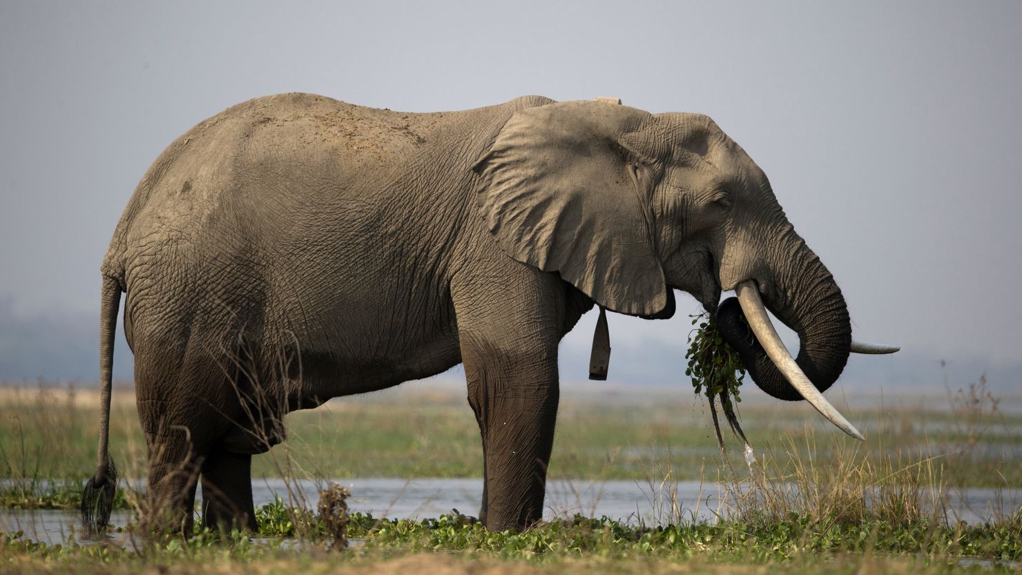 Mana Pools National Park. African Bush Elephant (Loxodonta africana) walking in water. Zimbabwe. (Photo by: Godong/Universal Images Group via Getty Images)