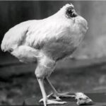 Mike the headless chicken: The bird that lived for 18 months without a head