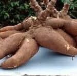Thyolo Man Gets 15 Months for K150,000 Cassava Theft