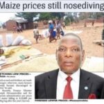Maize prices continue to slide as market supply rises