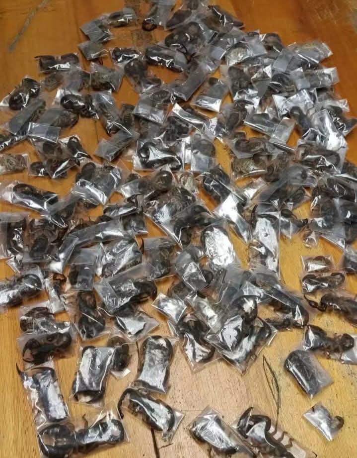 South African Authorities Arrest Man with 150 Live Venomous Scorpions Hidden in Luggage at Cape Town Airport 1 FB IMG 1781454016860