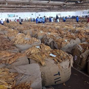 Tobacco Sales Generate MK223 Billion in Eight Weeks