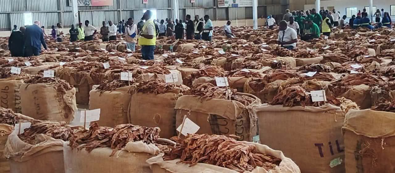 Malawi Earns US$184.4 Million from Tobacco Sales in 11 Weeks