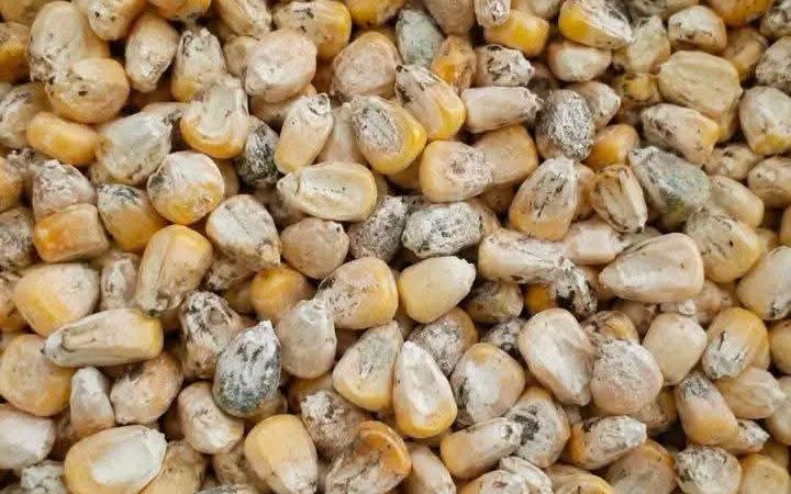 ADMARC Confirms 70 Metric Tonnes of Maize rot at Liwonde Depot