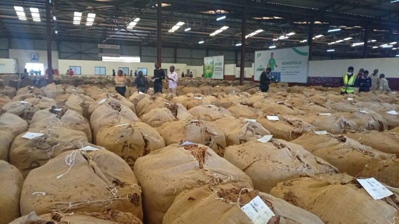 Tobacco Supply Fears Ease as Malawi Production Falls Below 2026 Trade Demand
