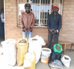 Rasta David Chikomeni Chirwa Arrested With 19.2kg of Suspected Chamba in Mzimba