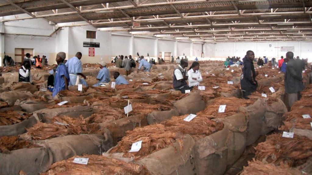 Malawi Tobacco Earnings Plunge by US$218 Million as Prices and Sales Volumes Fall 2 FB IMG 1788315728551