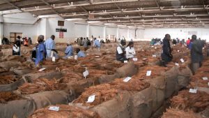 Malawi Tobacco Earnings Plunge by US$218 Million as Prices and Sales Volumes Fall | Malawi Freedom Network FB IMG 1788315728551