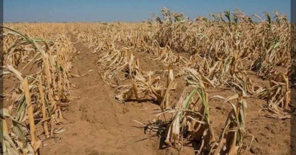 Government Steps Up El Niño Preparations as Malawi Faces Risk of Drought, Food Insecurity 2 FB IMG 1788567073342